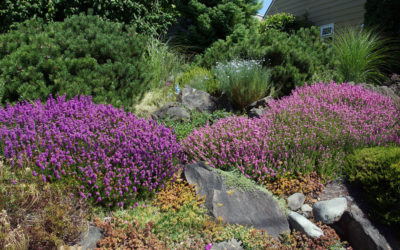 Join the Coalition: Keep the CA Tax Exemption for Turf Rebates