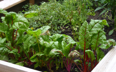 New Research Initiative Examines Community Gardens as Water Resource Management Tools