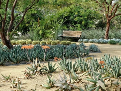 Photo of a desert garden