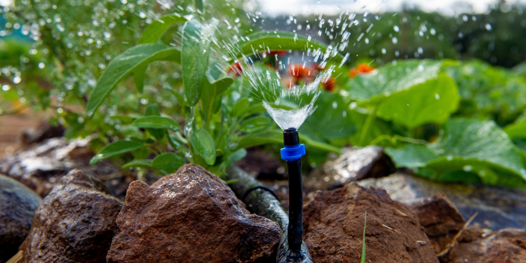 Blue sprinkler nozzle spraying a fan of water over a garden bed with brown rocks and green plants in the background, during daytime.